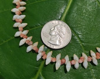 Kahelelani Shell Anklet: Kahelelani Shells, Laike Shells, Puka Shells, 50lb nylon String, Rare Hawaiian Shells