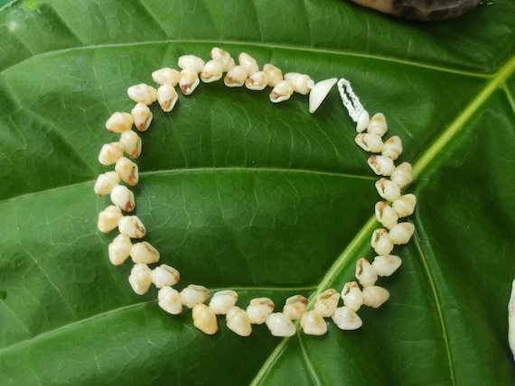 Momi Shell Bracelet Momi Kahelelani Shell Bracelet Hawaiian Shell Jewelry Kauai Eco-Friendly Collected Shells Kauai Shells Rare Shells Aloha