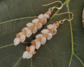 Shell Earrings Kauai Momi Shell Earrings Hawaii Shell Earrings Momi Shells Kahelelani Shells Kauai Shell Hawaii Shell Momi Ni'ihau Shell