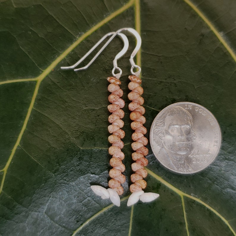 Shell Earrings Kahelelani Shell Earrings Hawaiian Shell Jewelry Shells Niihau Shell Niihau Earrings Kauai Niihau Shell Earrings Rare Shells image 8