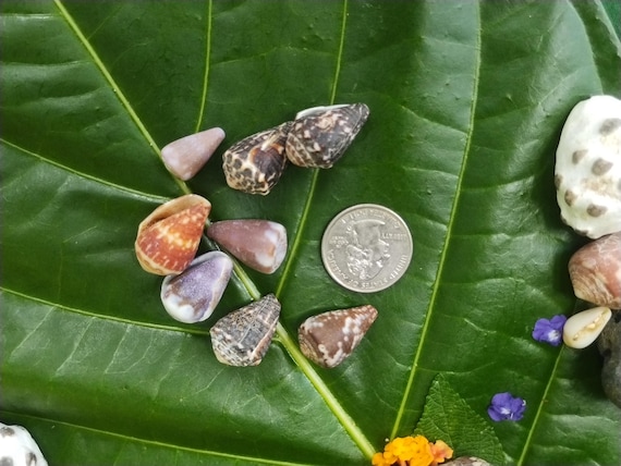 Craft Supplies Hawaiian Cone Shells Kauai Cone Shells Pacific Ocean Shells Kauai Shells Hawaiian Shells Eco Friendly Collected Seashells