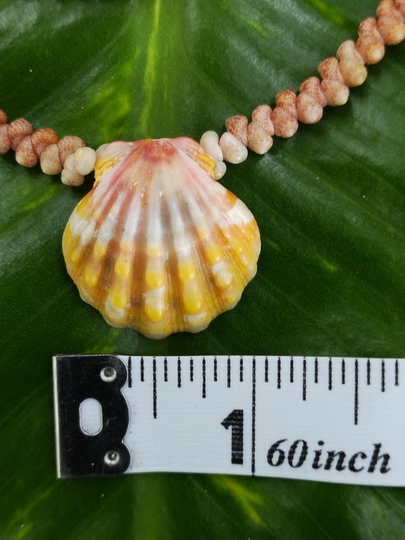 Sunrise Shell Lei: 18' inch, Kauai Kahelelani Shells, 14kt Gold Clasp, Langford Pectin Shell,  Kauai Handmade Niihau Shell Necklace