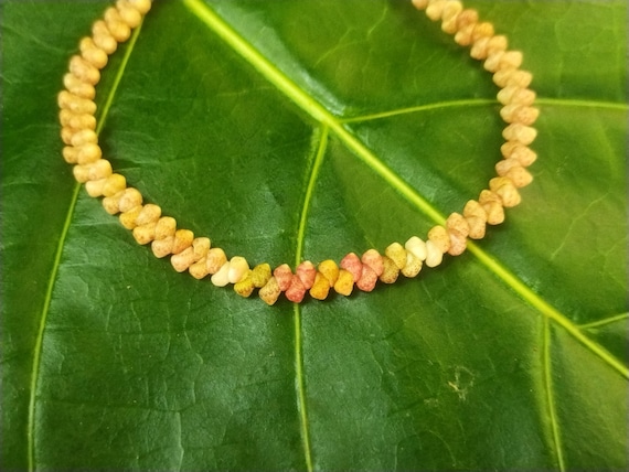 Kahelelani shell Bracelet Sea Shell Bracelet Kauai Shell Jewelry Eco Friendly Natural Shell Bracelet Kauai Kahelelani Shells Hawaiian Shells