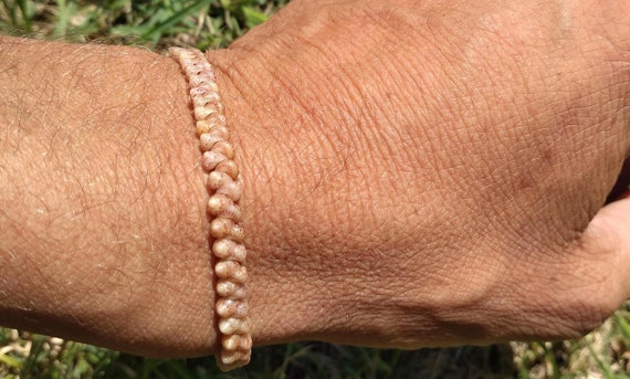 Kahelelani Shell Bracelet Kahelelani Shell Jewelry - Rare Shells - Kauai Shell Bracelet -Rare Shells Beach Bracelet Eco Freindly Rare Shells