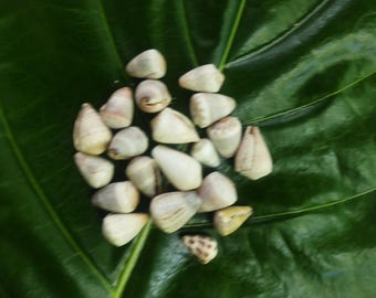 Craft Supplies Hawaiian Abbreviated Cone Shells Kauai Cone Shells Pacific Ocean Shells Kauai Shells Hawaiian Shells Seashells