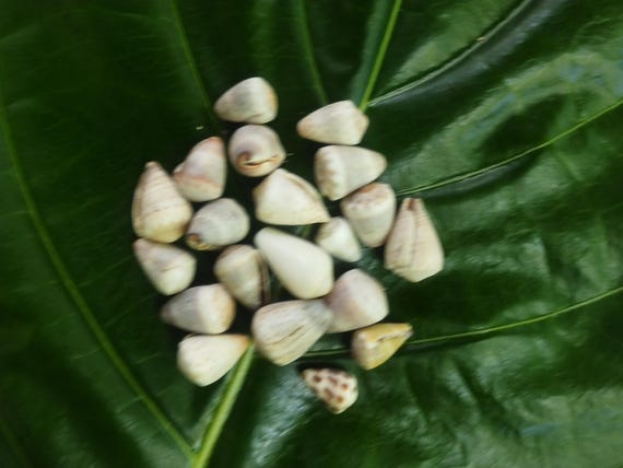 Craft Supplies Hawaiian Abbreviated Cone Shells Kauai Cone Shells Pacific Ocean Shells Kauai Shells Hawaiian Shells Seashells