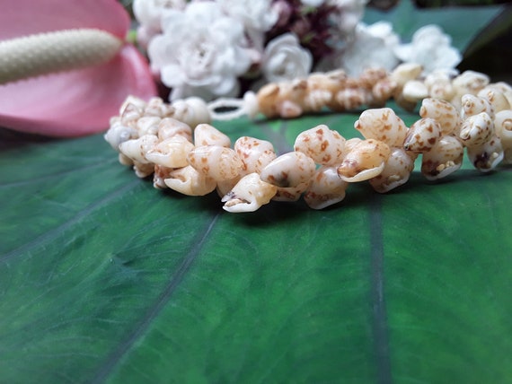 Momi Shell Bracelet Momi Kahelelani Shell Bracelet Hawaiian Shell Jewelry Kauai Eco-Friendly Collected Shells Kauai Shells Rare Shells Aloha