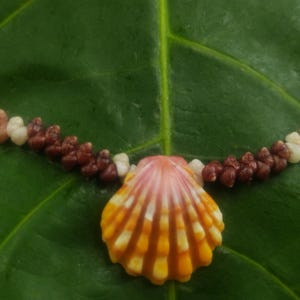 May include: A seashell necklace with a large, fan-shaped pendant in shades of orange, yellow, and white. The necklace is strung with small, brown, tan, and white beads. The necklace rests on a large, green leaf.