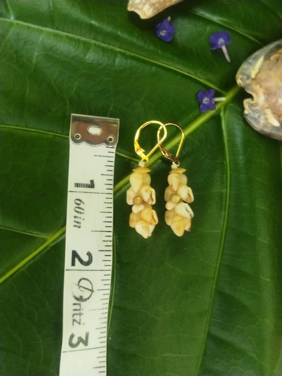 Shell Earrings Kauai Kahelelani Shell Earrings Hawaiian Momi Shell Earrings Momi Shells Kahelelani Shells Kauai Momi Beach Shells Rare Shell