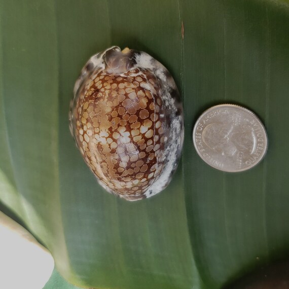Reticulated Cowry Shell Rare Shells Pacific Ocean Shells Kauai Shells Hawaiian Rare Shells Eco Friendly Collected Reticulated Cowrie Shell