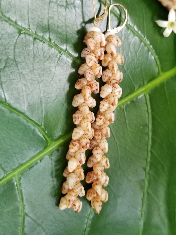 Momi Shell Earrings: Puka Shells, 14kt Gold Filled, Hawaiian Shell, Rare Momi Shells, Kauai Niihau Shell