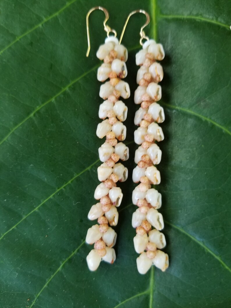 Shell Earrings Kauai Kahelelani Shell Earrings Hawaiian Momi Shell Earrings Momi Shells Kahelelani Shells Kauai Momi Beach Shells Rare Shell image 4