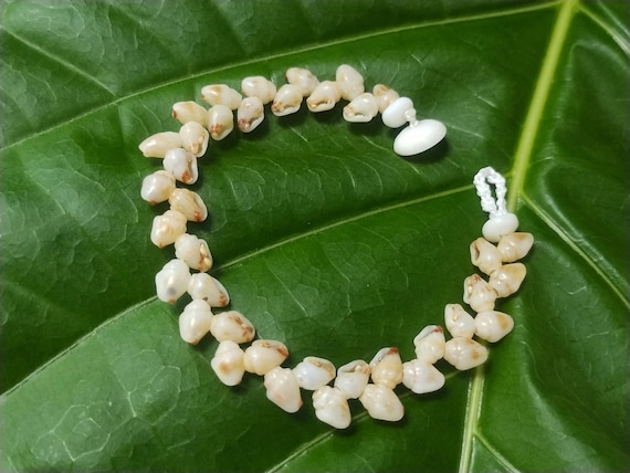 Keiki Momi Shell Bracelet Kids Size Momi Childs Kahelelani Shell Bracelet Hawaiian Shell Jewelry Kauai Shells Kauai Shells Rare Shells