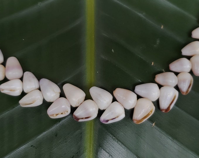 Puka Shell Necklace Puka Shell Lei Kauai Puka Shell Jewelry Rare Shells