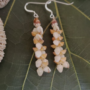 Shell Earrings Kauai Shell Earrings Hawaiian Shell Earring Momi Shells Kahelelani Shells Kauai Ni&#39;ihau Shell Hawaii Endemic Shell Momi Shell