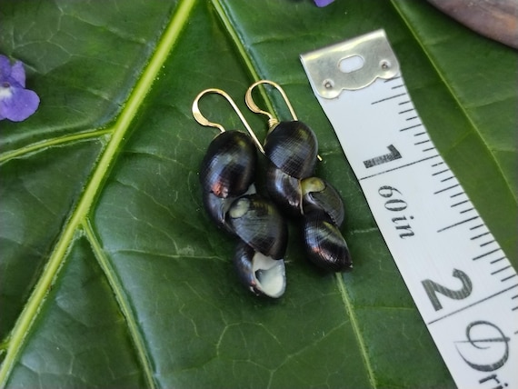 Nerite Shell Earrings Shell Earrings Earrings Mermaid Earrings Eco Friendly Collected Kauai Shells Handmade Kauai Beach Earrings Shells