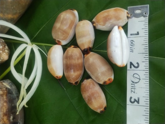 Rare Shells Pacific Ocean Shells Isabella Cowrie Shells Kauai Shells Hawaiian Rare Shell Collection Small Shells Eco Friendly Collected