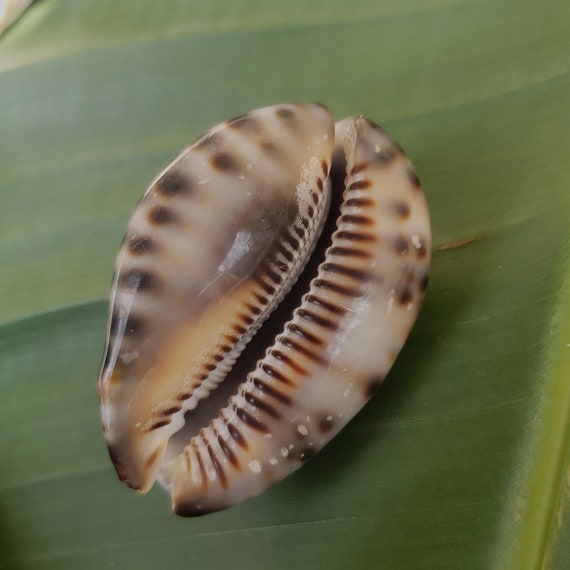 Reticulated Cowrie Shell: Rare Shells, Pacific Ocean Shells, Kauai Shells, Hawaiian Rare Shells, Eco Friendly Collected