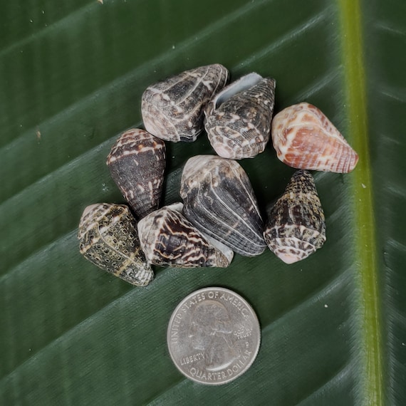 Craft Supplies Hawaiian Chaldean Cone Shells Kauai Cone Shell Pacific Ocean Shells Kauai Shells Hawaiian Shells Eco Friendly Collected shell