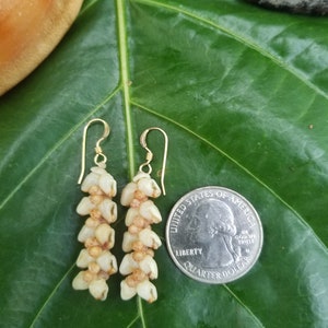 Shell Earrings Kauai Kahelelani Shell Earrings Hawaiian Momi Shell Earrings Momi Shells Kahelelani Shells Kauai Momi Beach Shells Rare Shell image 6