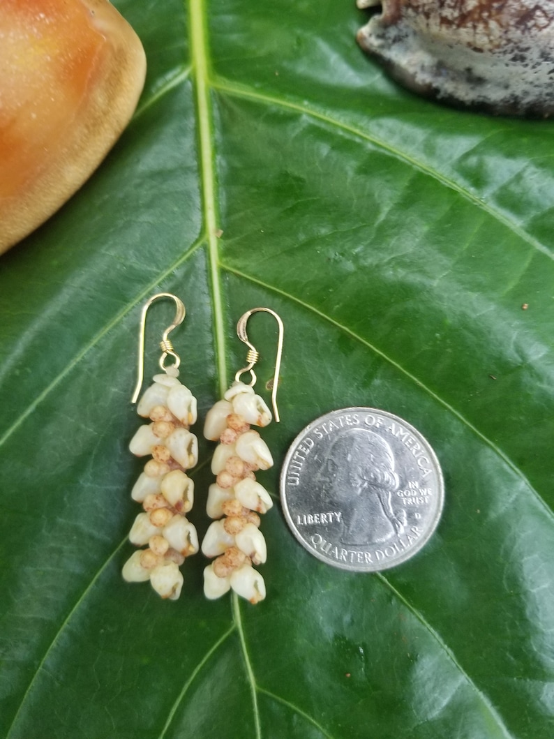 Shell Earrings Kauai Kahelelani Shell Earrings Hawaiian Momi Shell Earrings Momi Shells Kahelelani Shells Kauai Momi Beach Shells Rare Shell image 6