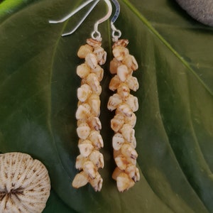 Shell Earrings Kauai Shell Earrings Hawaiian Shell Earring Traditional Weave Momi Shells Kahelelani Shells Kauai Beach Shell Hawaiian Shells