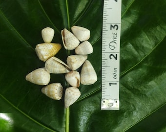 Craft Supplies Hawaiian Abbreviated Cone Shells Kauai Cone Shells Pacific Ocean Shells Kauai Shells Hawaiian Shells Seashells