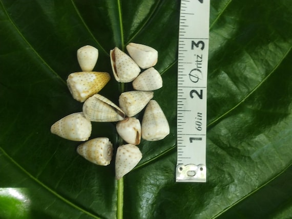 Craft Supplies Hawaiian Abbreviated Cone Shells Kauai Cone Shells Pacific Ocean Shells Kauai Shells Hawaiian Shells Seashells