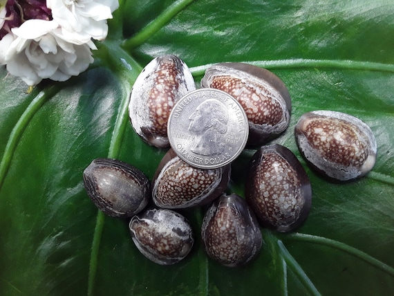Craft Supplies Hawaiian Cowrie Shells Kauai Shell Pacific Ocean Shells Kauai Cowrie Shells Hawaiian Shells Eco Friendly Collected Seashells