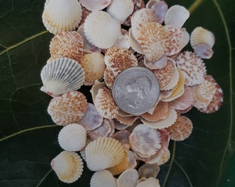 Scallop Shells Beach Shells Hawaiian Scallop Shells Kauai Scallop Shells Shell Craft Supplies Eco-Freindly Collected Beach Shells Beach Gift