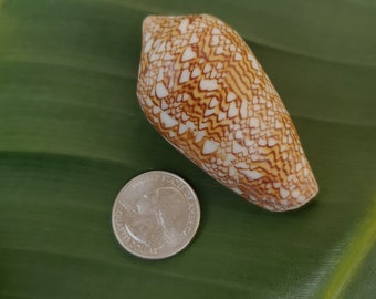 Hawaiian Textile Cone Shell Kauai Cone Shell Pacific Ocean Shells Kauai Shells Hawaiian Shells Eco Friendly Collected Conus Seashells