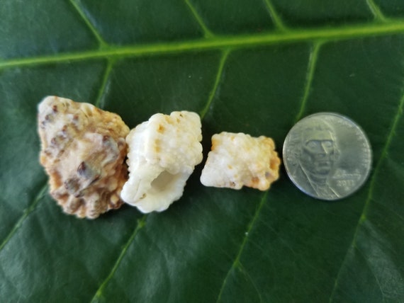 Craft Supplies Hawaiian Frog Triton Shells Kauai Shells Pacific Ocean Shells Kauai Shells Hawaiian Shells Eco Friendly Collected Seashells