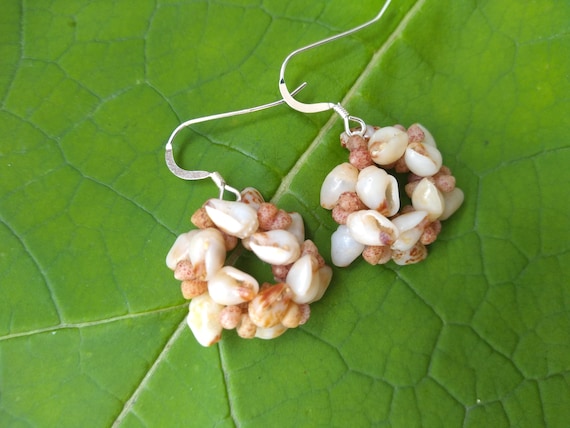Momi Shell Earrings: Momi Shells, Kahelelani Shells, Sterling Silver, Kauai Shell Earrings, Hoop Earrings