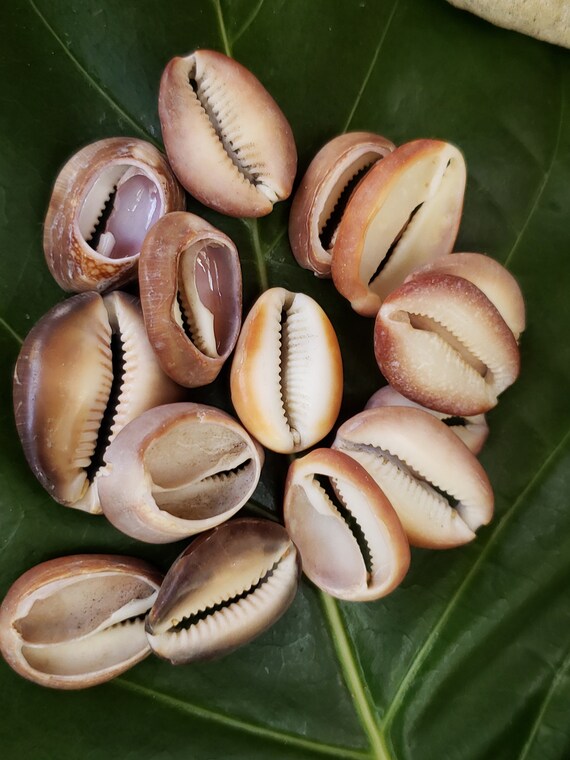 Craft Supplies Hawaiian Shells Kauai Havle Cowrie Shells Havle Cowrie Shells Kauai Shells Hawaiian Shells Eco Friendly Collected Seashells
