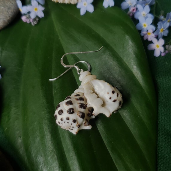 Drupe Shell Earrings Puka Shell Earrings Earrings Mermaid Earrings Eco Friendly Collected Kauai Shells Handmade Kauai Beach Earrings Shells
