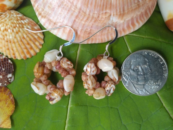 Shell Earrings - Kauai Shell Earrings - Hawaiian Shell Earrings- Hoop Earrings - Rare Momi Kahelelani Shells from Kauai Shell Jewelry Shells