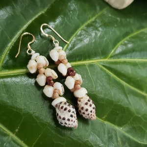 Shell Earrings Kauai Kahelelani Shell Earrings Hawaiian Momi Shell Earrings Momi Shells Kahelelani Shells Kauai Momi Beach Shells Rare Shell