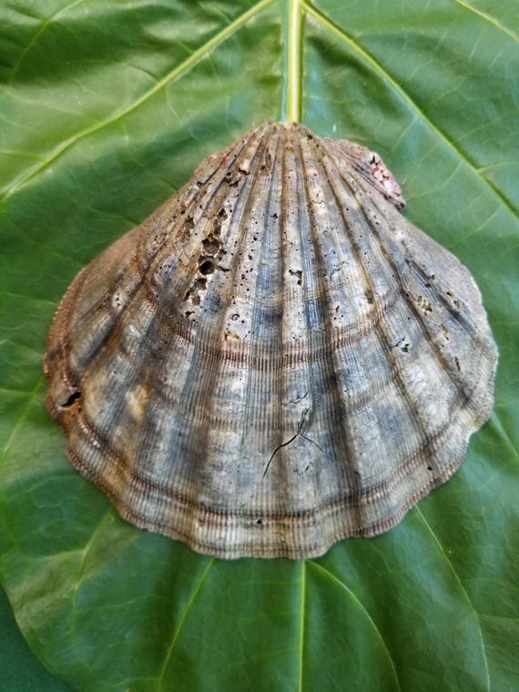Sunrise Shell Craft Supplies Hawaiian Sunrise Shell Rare Shells Kauai Shells Hawaiian Shell Shell Gift Sunrise Shells Langford Pecten Shell