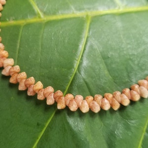 May include: A close-up of a necklace made of small, light brown seashells. The shells are arranged in a row and are strung together with a thin, clear thread. The necklace is lying on a green leaf.