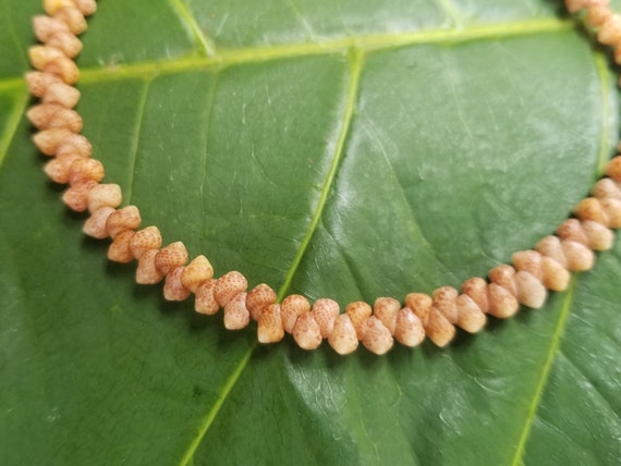 Kahelelani Shell Anklet Kahelelani Shells Beach Anklet Mermaids Anklet Hawaii Beach Anklet Shell Jewelry Hawaiian Kahelelani Shell Jewely