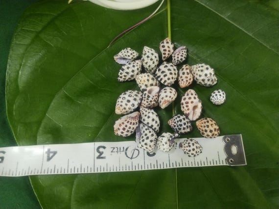 Hawaiian Drupe Shells Kauai Shells Pacific Ocean Shells Kauai Drupe Shells Hawaiian Shells Eco Friendly Collected Loose Seashells Raw Shells