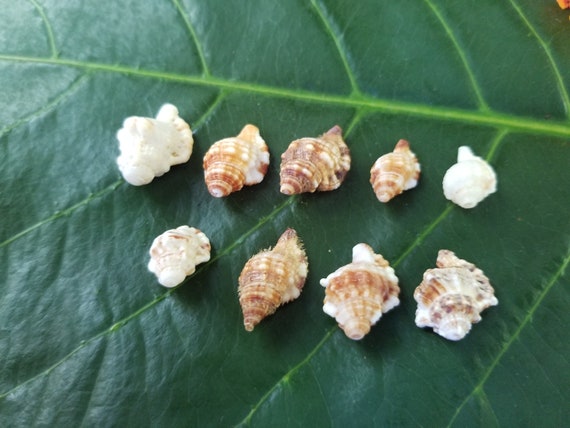 Craft Supplies Hawaiian Triton Shells Kauai Shells Pacific Ocean Shells Kauai Shells Hawaiian Shells Eco Friendly Collected Seashells