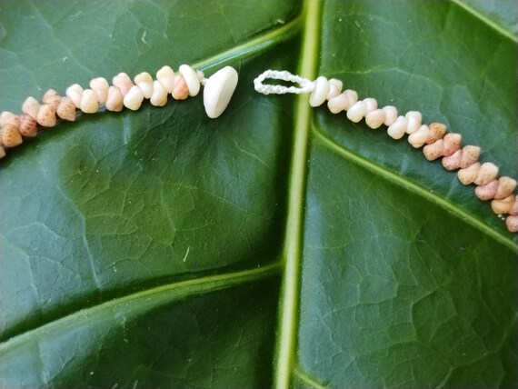 カヘレラニ シェル レイ: 珍しいカウアイ島の貝殻のネックレス、ハワイ