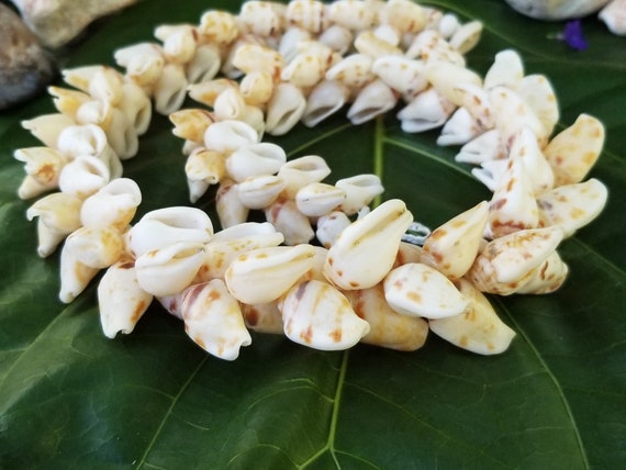 Alilea Shell Lei Hawaiian Strombus Shell Necklace Shell Lei Rare Shells Puka Shell Jewelry Shells Kauai Shell Necklace Hawaii Shell Jewelry