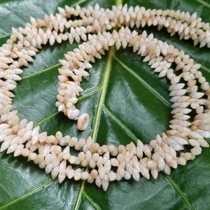 Kahelelani Muschel Lei Halskette: Seltene Laiki Muscheln, traditioneller hawaiianischer Schmuck
