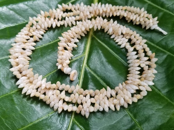 Laiki Shell Lei Kahelelani Necklace Rare Laike Shell Necklace Traditional Hawaiian Jewelry Art Jewelry Momi Shell Lei