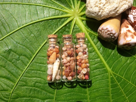 Hawaiian Shells - Kauai Shells - Hawaiian Craft Suppies Eco Friendly Picked Hawaiian Wedding Gifts Hawaiian Decorations Rare Shells Shells