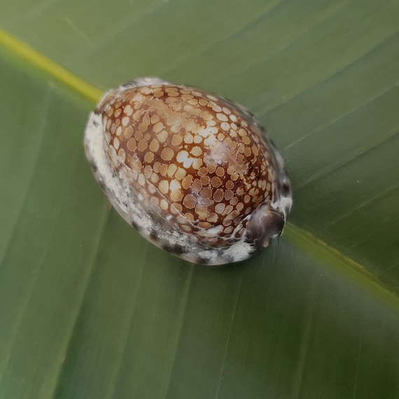 Reticulated Cowrie Shell: Rare Shell, Pacific Ocean Shell, Kauai Shell, Hawaiian Rare Shell, Eco Friendly Collected Reticulated Cowrie Shell