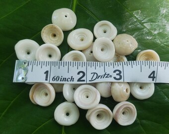 Conchas de puka de Kauai: Conchas de puka sueltas con agujeros