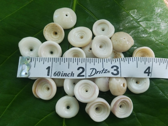 Kauai Puka Shells: Loose Puka Shells with Holes
